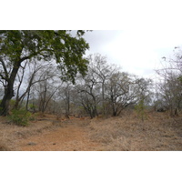 รูปถ่าย แอฟริกาใต้(South Africa) อุทยานแห่งชาติครูเกอร์(Kruger National Park) ถนนเลียบแม่น้ำครอกโคไดล์(Crocodile River road) 2008-09 18