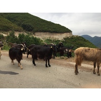 รูปถ่าย ฝรั่งเศส(France) คอร์สิคา(Corsica) วัลเล-ดาเลซานี(Valle d'alesani) 2017-07 16