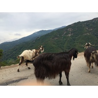 รูปถ่าย ฝรั่งเศส(France) คอร์สิคา(Corsica) วัลเล-ดาเลซานี(Valle d'alesani) 2017-07 18