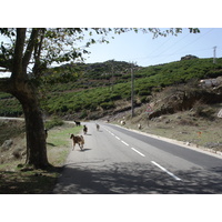 รูปถ่าย ฝรั่งเศส(France) คอร์สิคา(Corsica) ถนนจากบัสตียาไปแซ็งฟลอร็อง(Bastia to Saint Florent Road) 2006-09 34