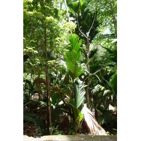รูปถ่าย เซเชลส์(Seychelles) หุบเขาเดอไม(Vallee de Mai) 2011-10 38