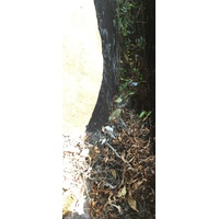 รูปถ่าย ไทย(Thailand) อุทยานแห่งชาติภูหินร่องกล้า(Phu Hin Rong Kla National Park) 2014-12 403