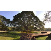 รูปถ่าย ไทย(Thailand) สุโขทัย(Sukhothai) 2014-12 58