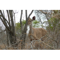 รูปถ่าย แอฟริกาใต้(South Africa) อุทยานแห่งชาติครูเกอร์(Kruger National Park) ถนนเลียบแม่น้ำครอกโคไดล์(Crocodile River road) 2008-09 47