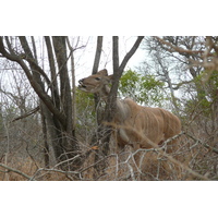 รูปถ่าย แอฟริกาใต้(South Africa) อุทยานแห่งชาติครูเกอร์(Kruger National Park) ถนนเลียบแม่น้ำครอกโคไดล์(Crocodile River road) 2008-09 52