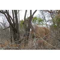รูปถ่าย แอฟริกาใต้(South Africa) อุทยานแห่งชาติครูเกอร์(Kruger National Park) ถนนเลียบแม่น้ำครอกโคไดล์(Crocodile River road) 2008-09 55