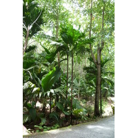 รูปถ่าย เซเชลส์(Seychelles) หุบเขาเดอไม(Vallee de Mai) 2011-10 34