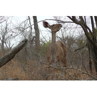 รูปถ่าย แอฟริกาใต้(South Africa) อุทยานแห่งชาติครูเกอร์(Kruger National Park) ถนนเลียบแม่น้ำครอกโคไดล์(Crocodile River road) 2008-09 26