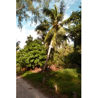 รูปถ่าย เซเชลส์(Seychelles) อ่าวอ็องส์ลาซิโอ(Anse Lazio) 2011-10 57