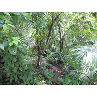รูปถ่าย ปานามา(Panama) เกาะบาสติเมนโตส(Bastimentos) 2015-03 86
