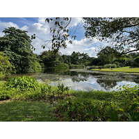 รูปถ่าย สิงคโปร์(Singapore) สวนพฤกษศาสตร์สิงคโปร์(Singapore Botanic Gardens) 2023-01 123