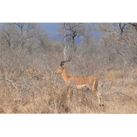 รูปถ่าย แอฟริกาใต้(South Africa) อุทยานแห่งชาติครูเกอร์(Kruger National Park) ถนนเลียบแม่น้ำครอกโคไดล์(Crocodile River road) 2008-09 0