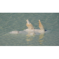 รูปถ่าย อิสราเอล(Israel) อึนโบเกก(Boqeq) 2007-06 136