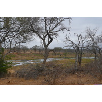 รูปถ่าย แอฟริกาใต้(South Africa) อุทยานแห่งชาติครูเกอร์(Kruger National Park) แม่น้ำครอกโคไดล์(Crocodile River) 2008-09 3