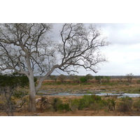 รูปถ่าย แอฟริกาใต้(South Africa) อุทยานแห่งชาติครูเกอร์(Kruger National Park) แม่น้ำครอกโคไดล์(Crocodile River) 2008-09 4
