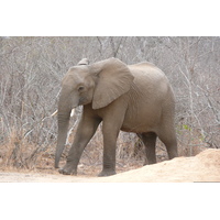 รูปถ่าย แอฟริกาใต้(South Africa) อุทยานแห่งชาติครูเกอร์(Kruger National Park) แม่น้ำซาเบิล(Sable River) 2008-09 18