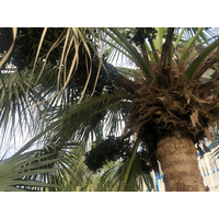 รูปถ่าย กวาเดอลูป(Guadeloupe) โรงแรมเลอมันกานาโอ(Le Manganao Hotel) 2021-02 35