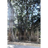 รูปถ่าย อิตาลี(Italy) ซิซิลี(Sicily) ปาแลร์โม(Palermo) 2020-02 30