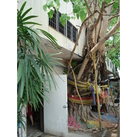 รูปถ่าย ไทย(Thailand) เชียงใหม่(Chiang Mai) 2006-04 15
