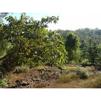 รูปถ่าย ไทย(Thailand) ปางมะผ้า(Pang Mapha) 2005-12 48