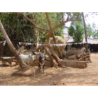 รูปถ่าย อินเดีย(India) กัว(Goa) 2003-05 60