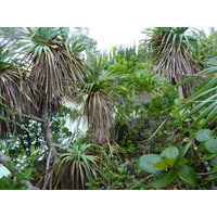 รูปถ่าย นิวแคลิโดเนีย(New Caledonia) เกาะต้นสน(Ile des pins) อ่าวโอโร(Oro Bay) 2010-05 52