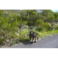 รูปถ่าย แอฟริกาใต้(South Africa) แหลมกู๊ดโฮป(Cape of Good Hope) แหลมเคปพอยต์(Cape Point) 2008-09 42