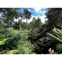รูปถ่าย สิงคโปร์(Singapore) สวนพฤกษศาสตร์สิงคโปร์(Singapore Botanic Gardens) 2023-01 87
