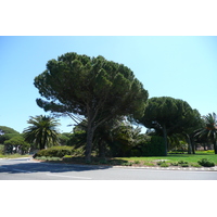 รูปถ่าย ฝรั่งเศส(France) เฟรนช์ริวิเอรา(French Riviera) คาบสมุทรอีแยร์(Hyeres peninsula) 2008-05 3