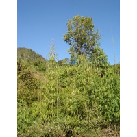 รูปถ่าย ไทย(Thailand) ปางมะผ้า(Pang Mapha) 2005-12 116