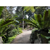 รูปถ่าย สิงคโปร์(Singapore) สวนพฤกษศาสตร์สิงคโปร์(Singapore Botanic Gardens) 2023-01 78