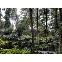 รูปถ่าย สิงคโปร์(Singapore) สวนพฤกษศาสตร์สิงคโปร์(Singapore Botanic Gardens) 2023-01 39