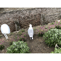 รูปถ่าย ฝรั่งเศส(France) แซ็งมาโล(St Malo) 2020-06 133