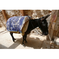 รูปถ่าย โมร็อกโก(Morocco) เฟส(Fes) 2008-07 8