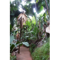 รูปถ่าย เซเชลส์(Seychelles) หุบเขาเดอไม(Vallee de Mai) 2011-10 54