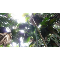 รูปถ่าย เซเชลส์(Seychelles) หุบเขาเดอไม(Vallee de Mai) 2011-10 62