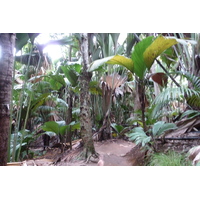 รูปถ่าย เซเชลส์(Seychelles) หุบเขาเดอไม(Vallee de Mai) 2011-10 42