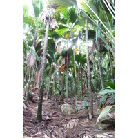 รูปถ่าย เซเชลส์(Seychelles) หุบเขาเดอไม(Vallee de Mai) 2011-10 41