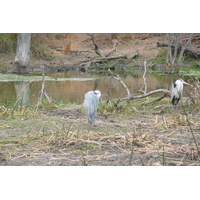 รูปถ่าย แอฟริกาใต้(South Africa) อุทยานแห่งชาติครูเกอร์(Kruger National Park) แม่น้ำซาเบิล(Sable River) 2008-09 41