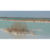 รูปถ่าย อิสราเอล(Israel) อึนโบเกก(Boqeq) 2007-06 133