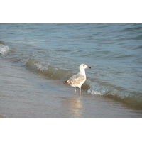 รูปถ่าย ฝรั่งเศส(France) คานส์(Cannes) หาดทราย(Beach) 2008-04 40