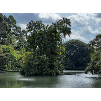รูปถ่าย สิงคโปร์(Singapore) สวนพฤกษศาสตร์สิงคโปร์(Singapore Botanic Gardens) 2023-01 104