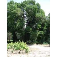 รูปถ่าย ฝรั่งเศส(France) โซเมียร์(Sommieres) 2006-06 26