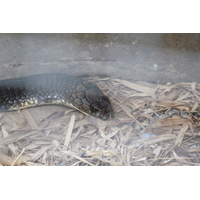 รูปถ่าย ไทย(Thailand) เชียงใหม่(Chiang Mai) ฟาร์มงูแม่สา(Mae Sa Snake Farm) 2010-12 23