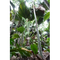 รูปถ่าย เซเชลส์(Seychelles) หุบเขาเดอไม(Vallee de Mai) 2011-10 46