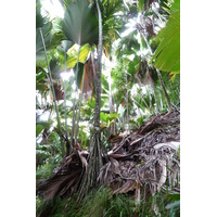 รูปถ่าย เซเชลส์(Seychelles) หุบเขาเดอไม(Vallee de Mai) 2011-10 39