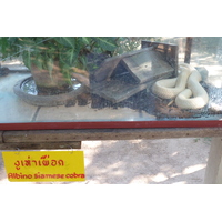 รูปถ่าย ไทย(Thailand) เชียงใหม่(Chiang Mai) ฟาร์มงูแม่สา(Mae Sa Snake Farm) 2010-12 38