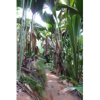 รูปถ่าย เซเชลส์(Seychelles) หุบเขาเดอไม(Vallee de Mai) 2011-10 76