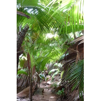 รูปถ่าย เซเชลส์(Seychelles) หุบเขาเดอไม(Vallee de Mai) 2011-10 79