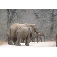 รูปถ่าย แอฟริกาใต้(South Africa) อุทยานแห่งชาติครูเกอร์(Kruger National Park) แม่น้ำซาเบิล(Sable River) 2008-09 47